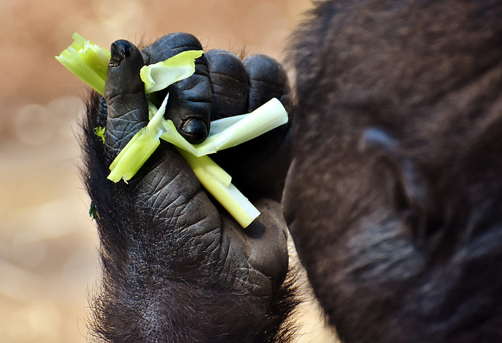 Gorilla, cho ăn, đói, tham lam, sở thú, hellabrunn, nguồn cấp dữ liệu