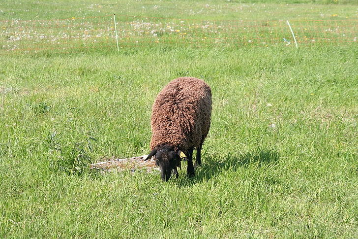 juoda avis, avių, rudos spalvos, ganosi, ganyklos, valgyti, pieva