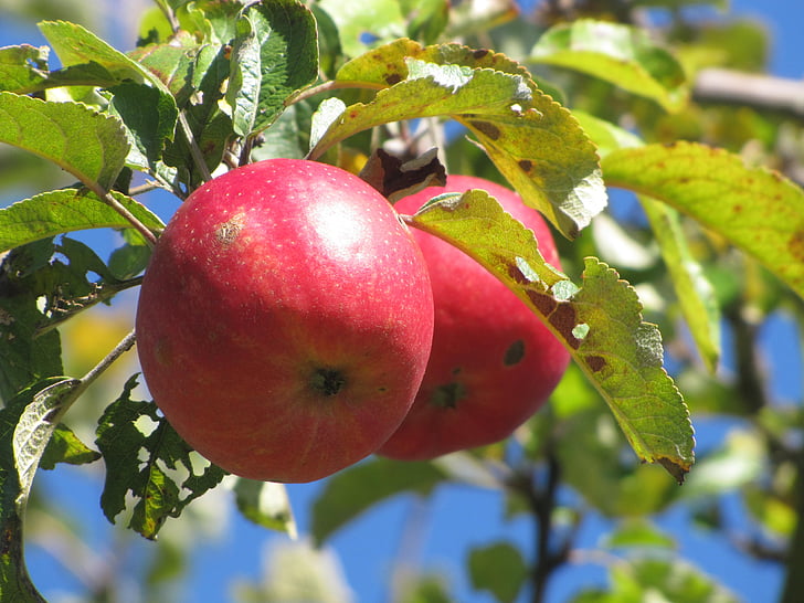 apple tree, apple, red, fruit, vitamins, healthy, ripe