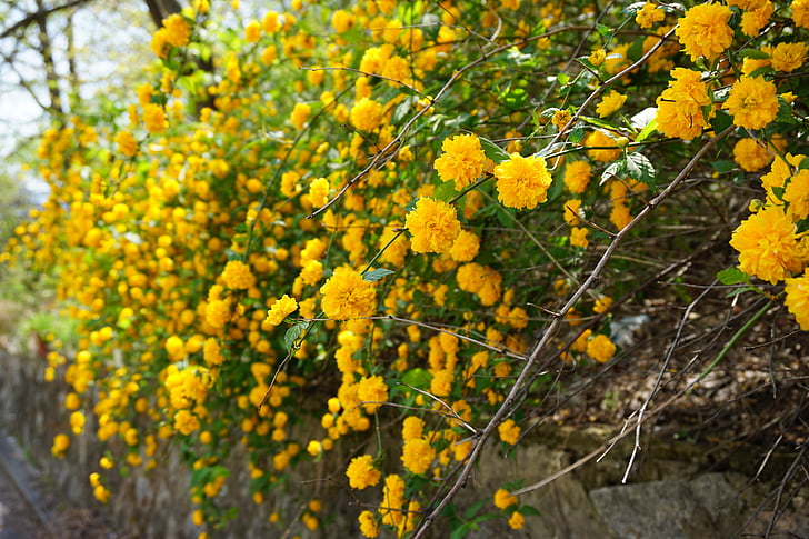 σκοτώσει παπούτσια, hwangmae, Ανοιξιάτικα λουλούδια, κίτρινο λουλούδι, Απριλίου