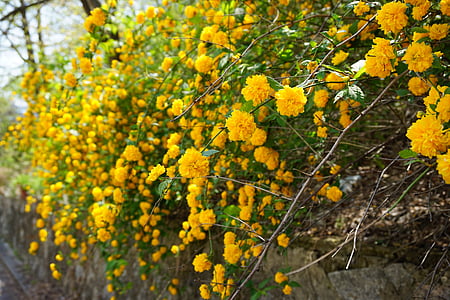 uccidere le scarpe, hwangmae, fiori di primavera, fiore giallo, aprile
