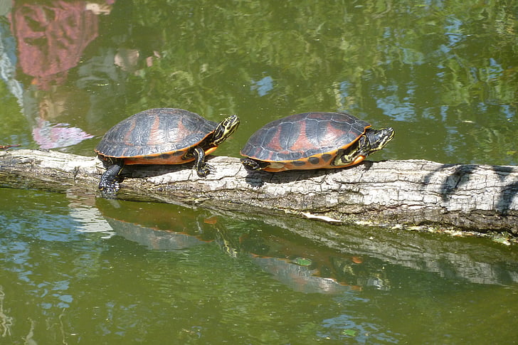 海龟, 太阳, 池塘, 动物, 爬行动物