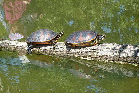 turtles, sun, pond, animal, reptile