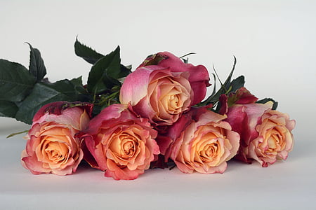 rozes, ziedi, rožu ziedu, romantisks, mīlu, smaržas, augu