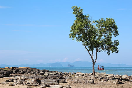 tree, beach, boot, sky, sea, water