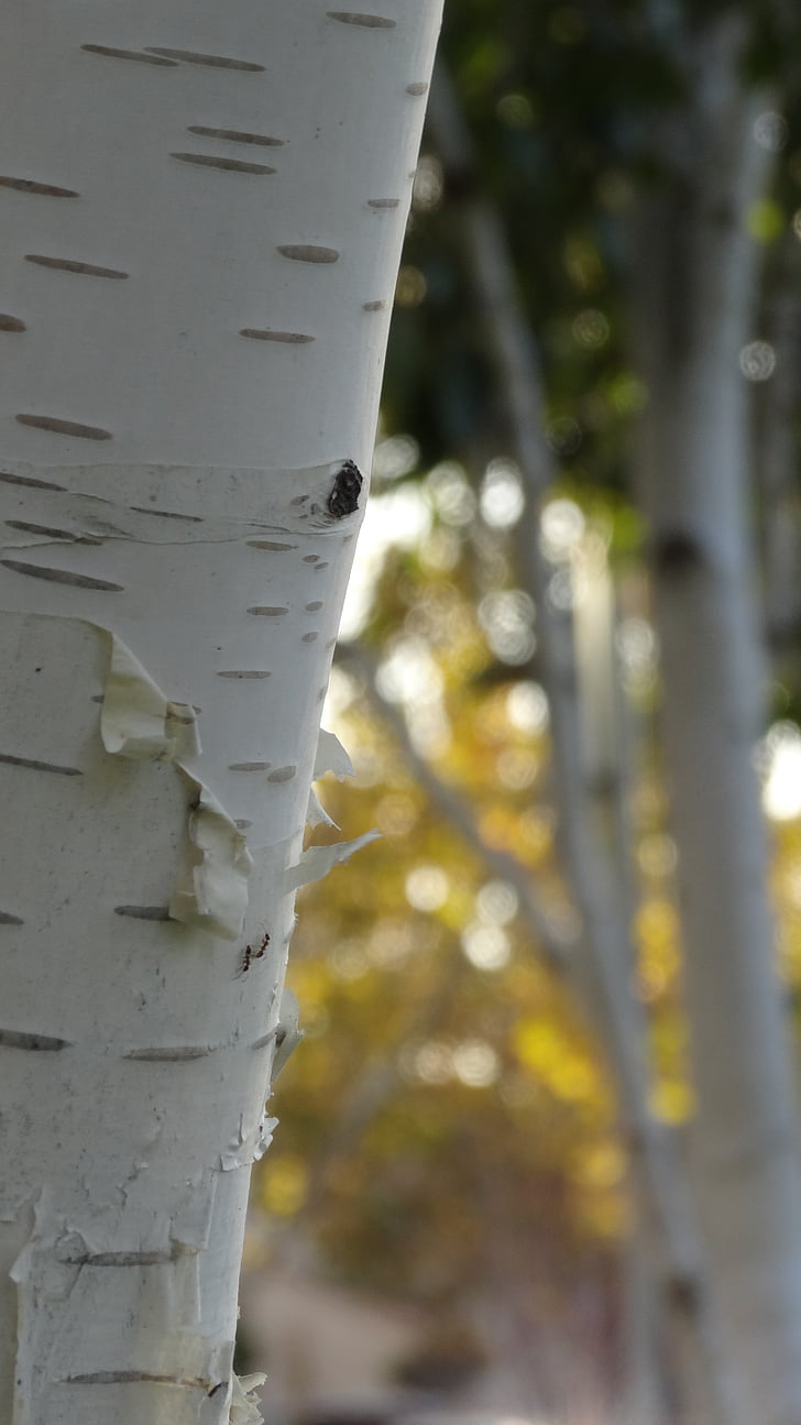 Berk, Birch tree, kofferbak, herfst, Bladeren, Val, herfst kleuren