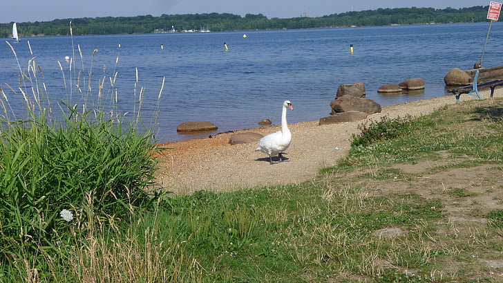 лято, езеро, лебед