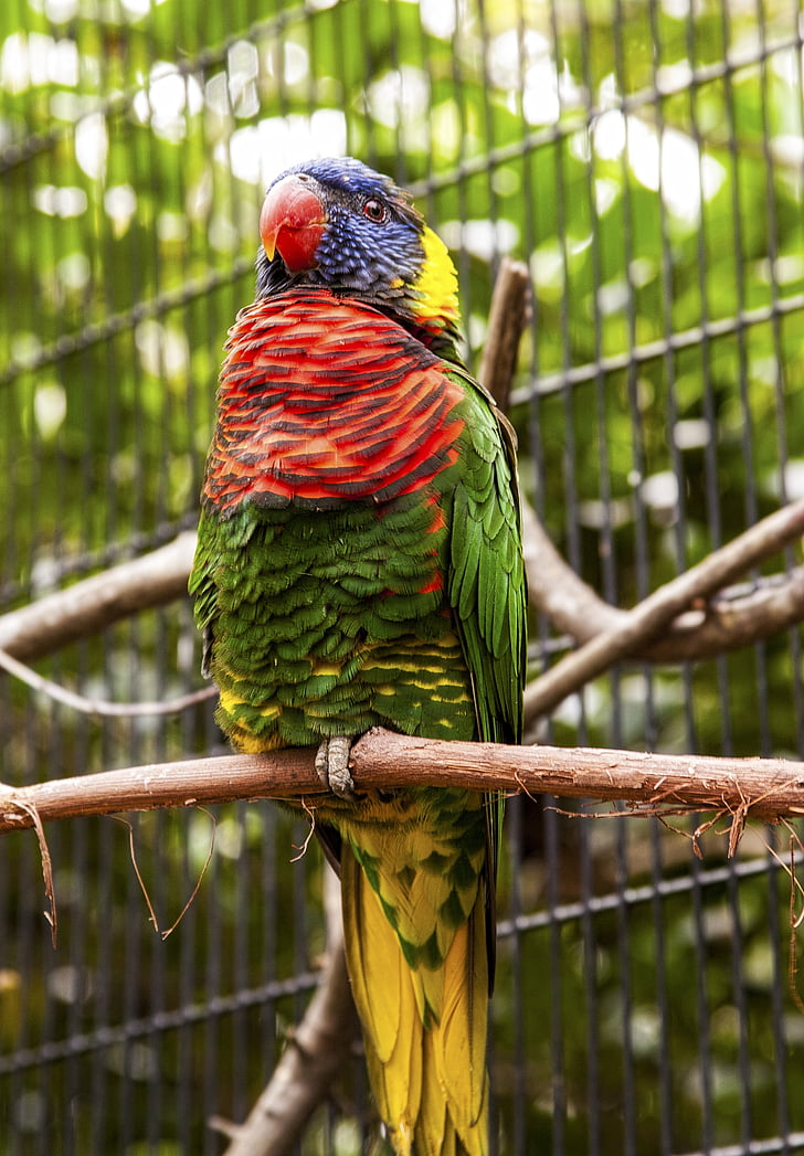 florida, zoo, parrot, bird, colorful, feather, proud