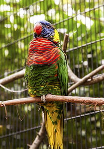 Floride, Zoo, perroquet, oiseau, coloré, plume, fier