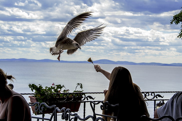 seagull, feeding the birds, time, restaurant, outdoors, holiday, have lunch