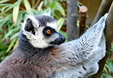 Lemur, zvíře, rámci, primát, opice, Madagaskar, skvrnitý ocas