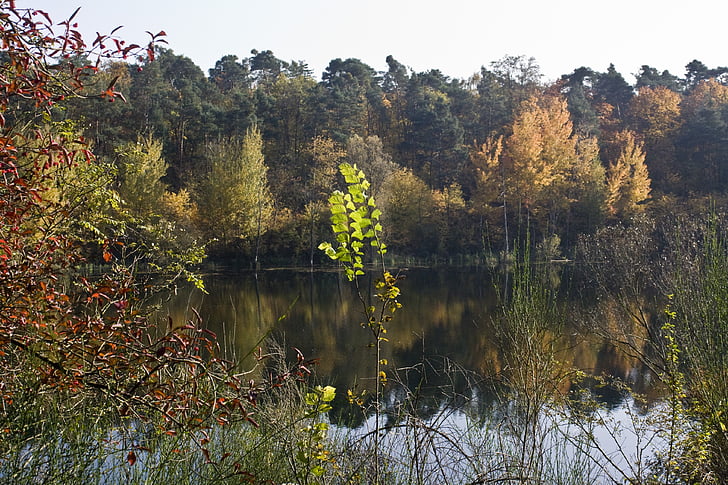 pond, autumn, bright, fall color, emerge, sunny, colorful