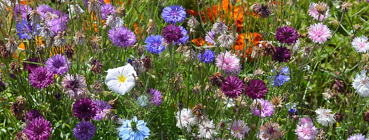 Blumen, Farben, Feldblumen, Natur, Hintergrund, Facebook-Hintergrund, lila