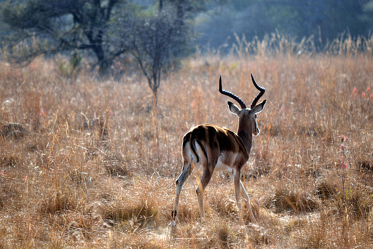 дребна южноафриканска газела, рано сутринта, дива природа