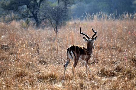 Antilope saltante, mattina presto, fauna selvatica