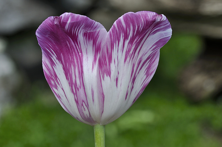 Tulip, flor, flor, floración, schnittblume, flor de primavera, jardín