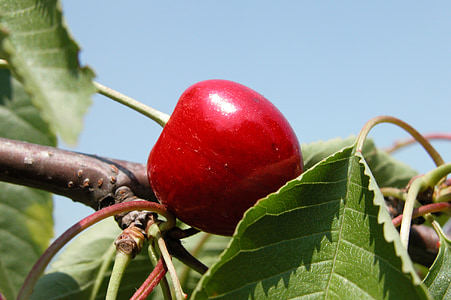 Cherry, fruit, Tuin, kersen, blad, zomer, vitamine c