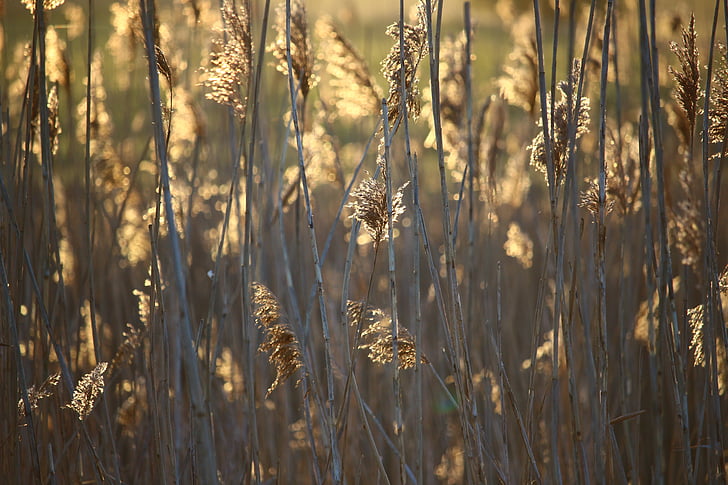 Reed, salida del sol, morgenstimmung, Río, hierba, naturaleza, Elba