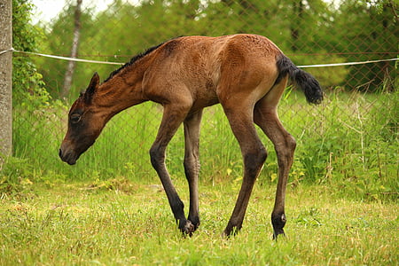 kôň, žriebä, dojčenie, hnedé plesní, plnokrvník arabského, pasienky, zviera