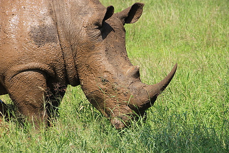 rhino, krueger, national park, wildlife, close up