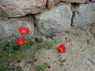 flowers, portulaca grandiflora, dirt, damme, hahoe village, stone