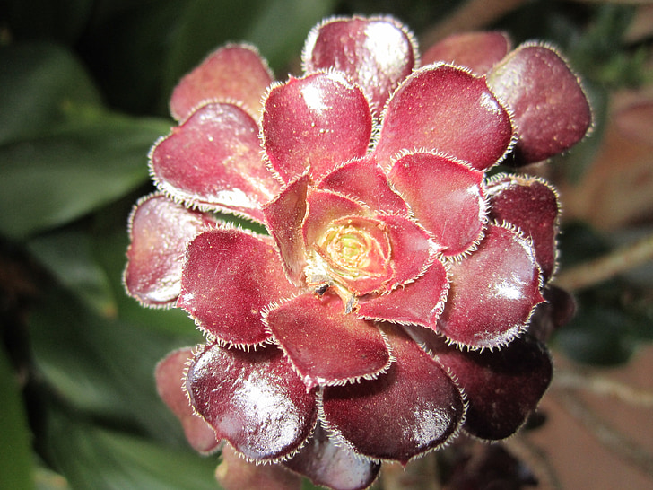 succulent, maroon, dark red, fibonacci in nature, plant, drought tolerant