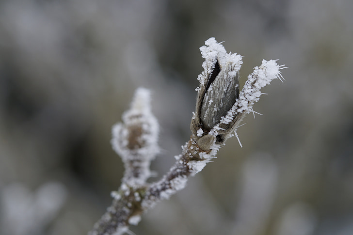 bud, Ice, rimfrost, dækket, frosne, vinter, kolde