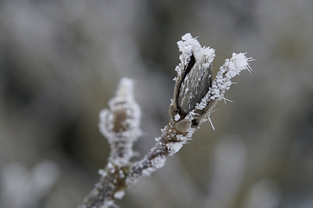 bud, ice, hoarfrost, covered, frozen, winter, cold