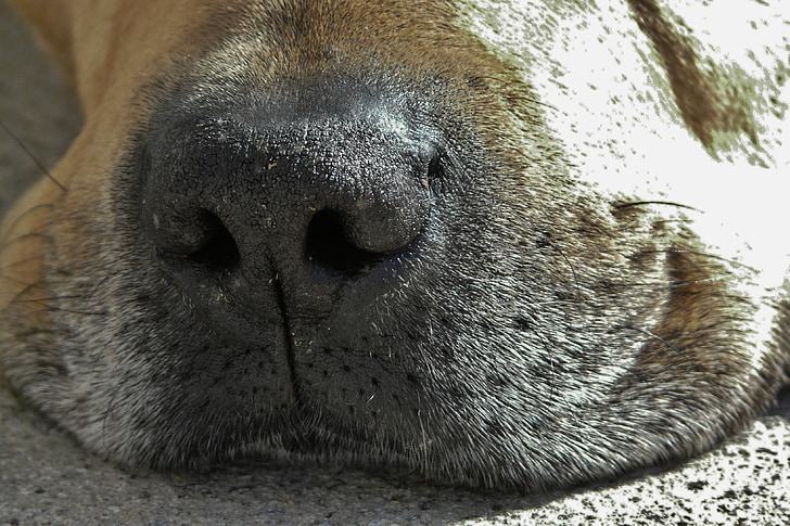 šuo, šunų nosis, uždaryti, Snukutis, nosies, šuo nosimi, mielas