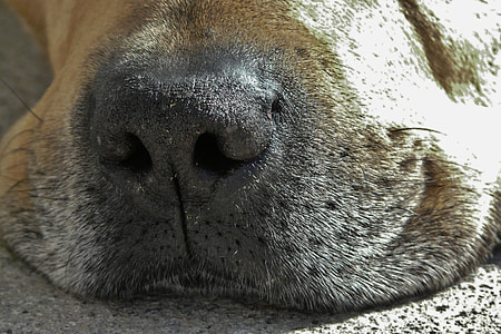 hond, hond snuit, sluiten, snuit, neus, neus van hond, schattig