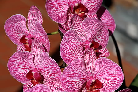 orchidėja, uždaryti, žiedų, žydėti, gėlė, raudona balta, augalų