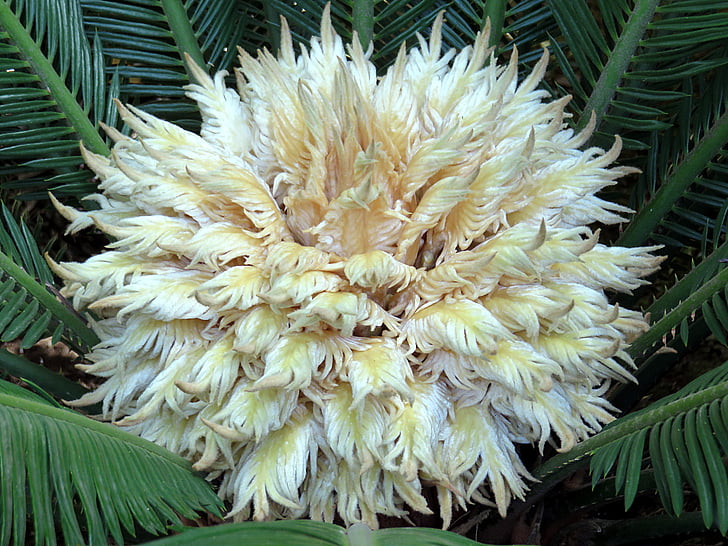 yalancı Sagu palmiyesi, çiçek, Beyaz, Fern