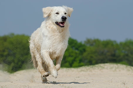 Golden retriever, spelen, hond, bont, zonnige, strand, huisdieren