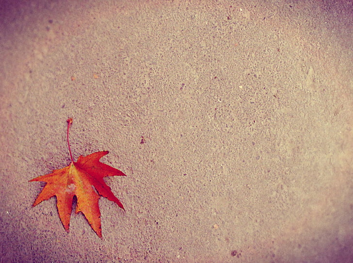 maple, leaf, maple leaf, ground, autumn, change, orange color