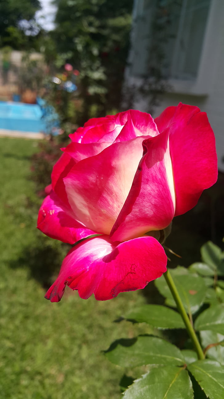 Double delight, kwiat, Róża