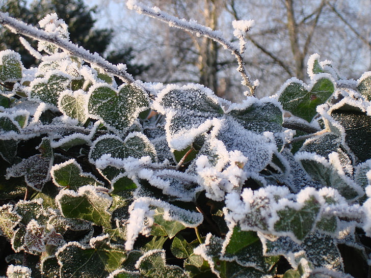 winter, klimop, Frost