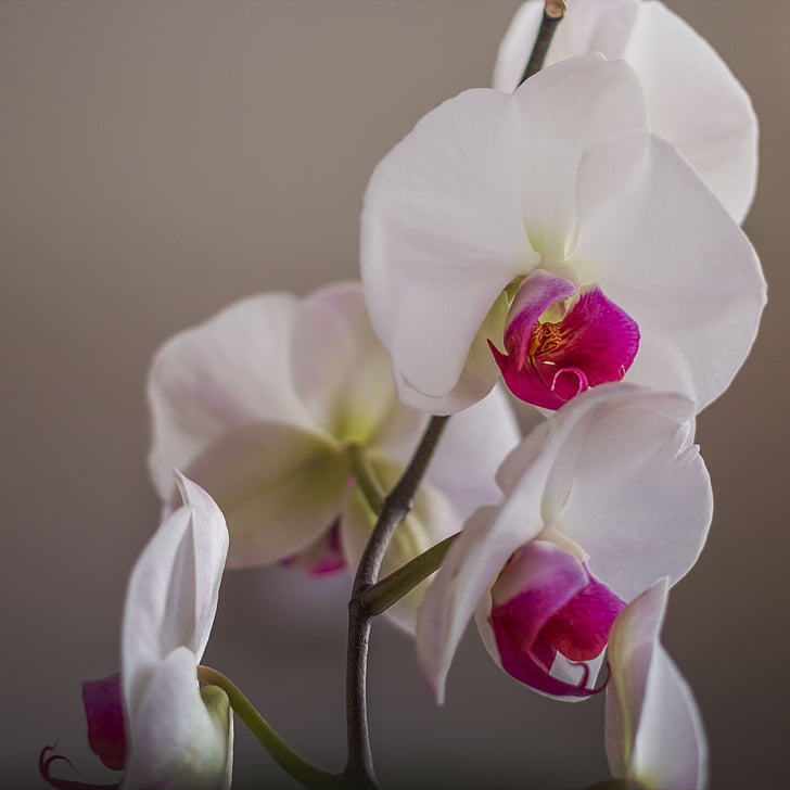 flower, flowers, orchid, close, plant, white, color