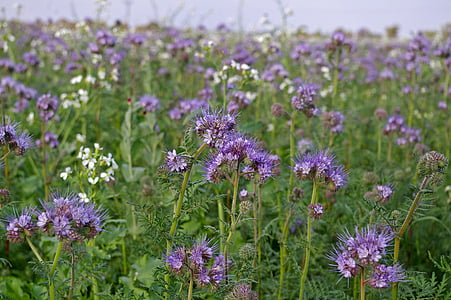 bueschelschoen, 食物来源, 蜜蜂的朋友, 蜜蜂, 花, 紫罗兰色, 花序