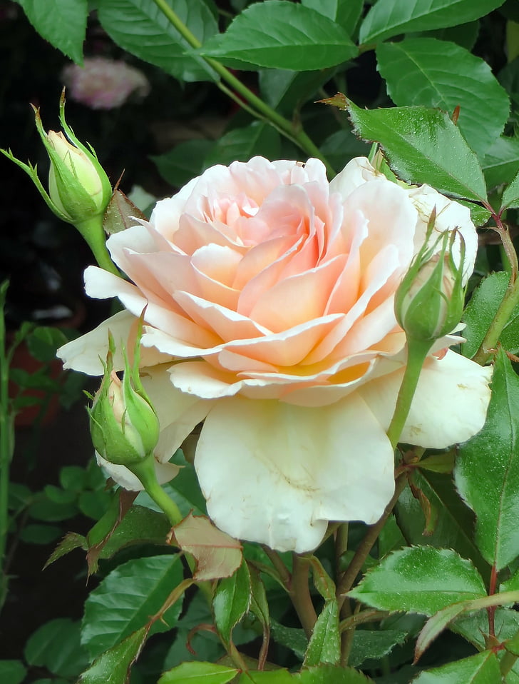 Rosa, te, Rosacea, Tea rose, skönhet, botanik, lukt