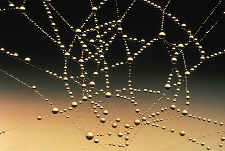 abstract, close-up, cobweb, connection, dew, droplets, light