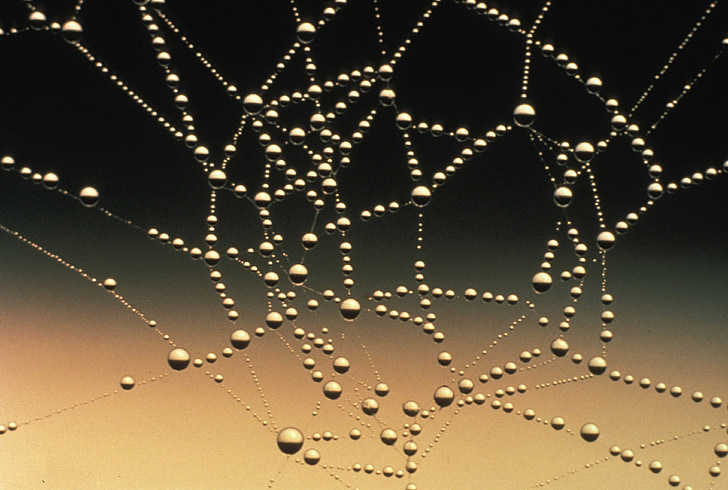 Spinnennetz, Tautropfen, Tröpfchen, Wasser, Natur, Muster, Makro