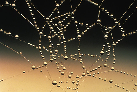 spider web, dew drops, droplets, water, nature, pattern, macro