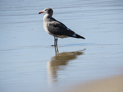 seagull, beach, ocean, bird, nature, wildlife, animal