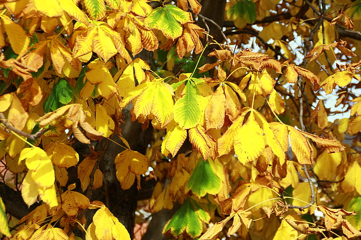 marronnier, feuilles, jaune, Parc, arbre, gros plan, à l’extérieur