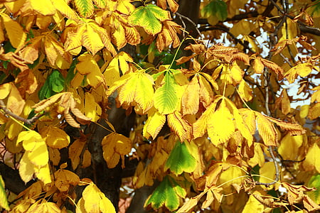 gesztenye, levelek, sárga, Park, fa, közeli kép:, a szabadban
