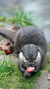 clawed otter, zoo, feeding, mammal, carnivores, fish, otter
