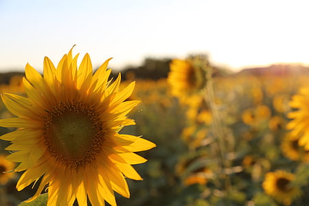 sunflower, provence, light