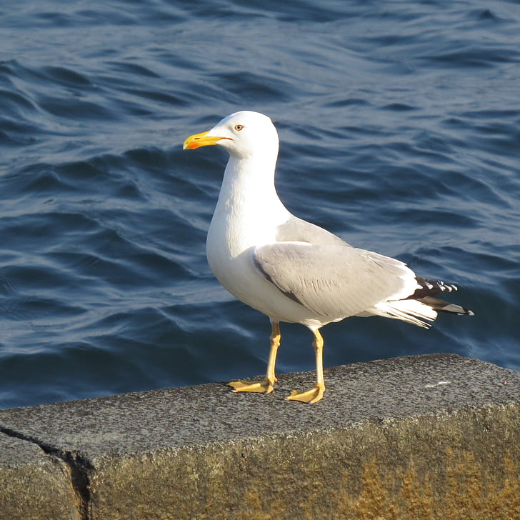 seagull, quay, sea