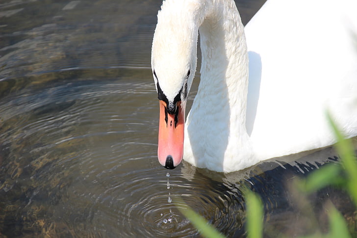 swan, head, bill, water bird, plumage, drip, white
