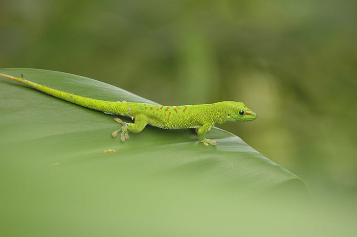 Salamander, groddjur, Leaf, grön, naturfotografering, Zoo, Zurich